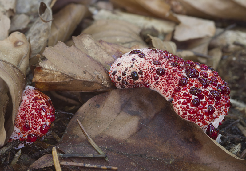 Hydnellum peckii